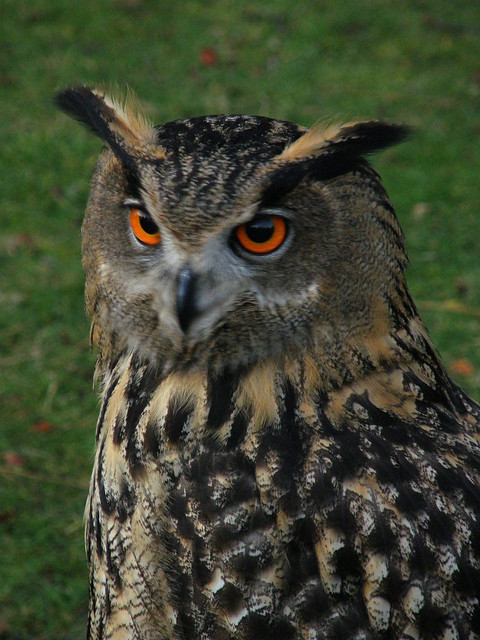 Bubo bubo (Eurasian Eagle-owl / Oehoe)