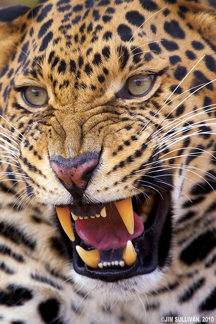 Leopard by Jim Sullivan