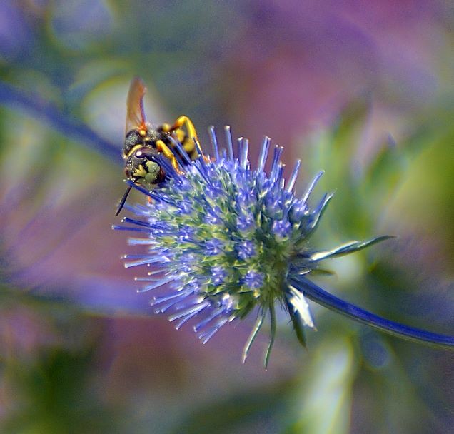 Wasp on a stingy blue flower