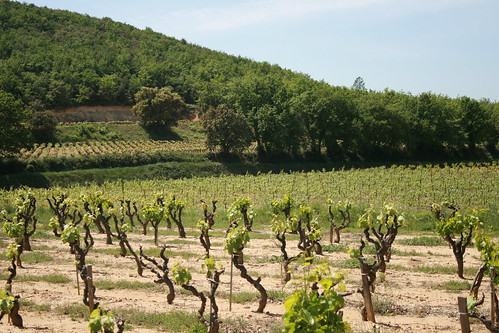 paysage viticole (Saint-Geniès-de-Comolas,FR30) | jean-louis Zimmermann ...