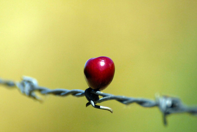 Cherry on Barbed Wire - D2X-6-24-10_DSC9873_51603