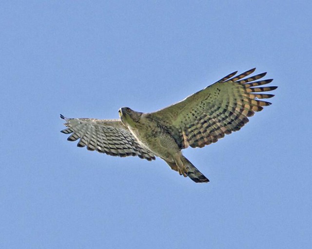 Mountain Hawk-Eagle (Spizaetus nipalensis)