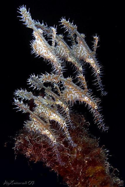 Ghost Pipefish family