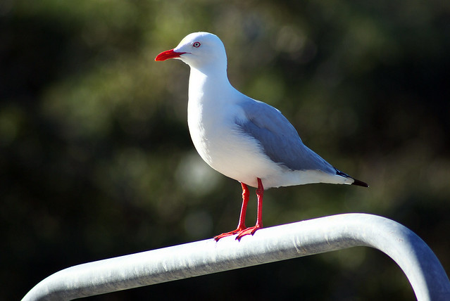 Gull on a Rail