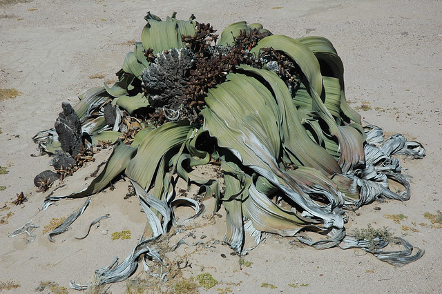 Namibie_Namib_Welwitschia_Mirabilis_01