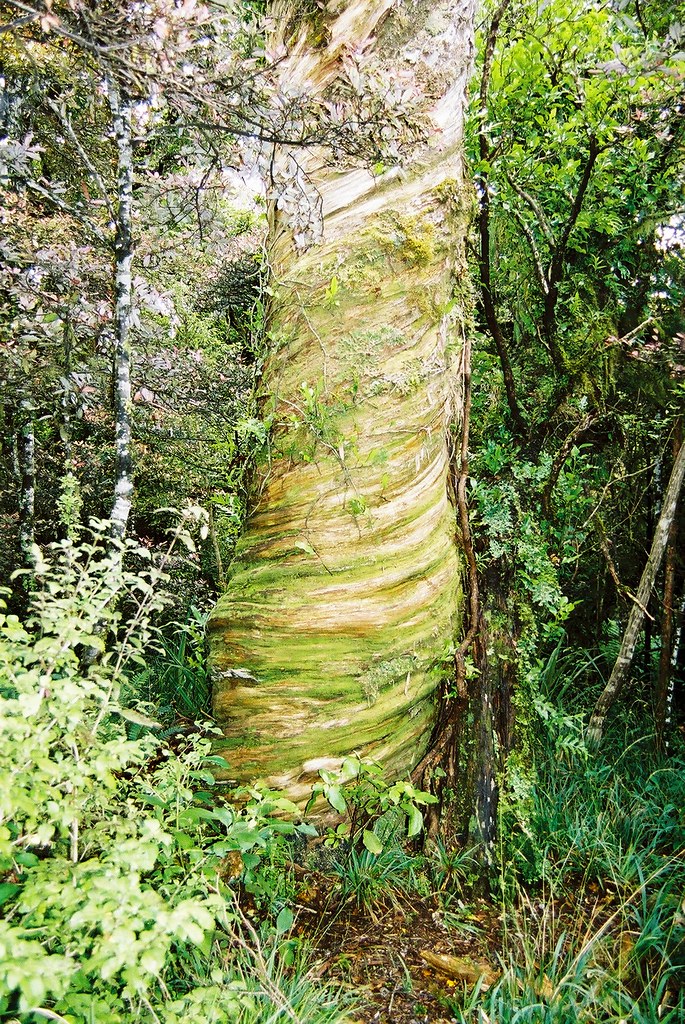 Twisted Tree Trunk | One of the many examples of New Zealand… | Flickr