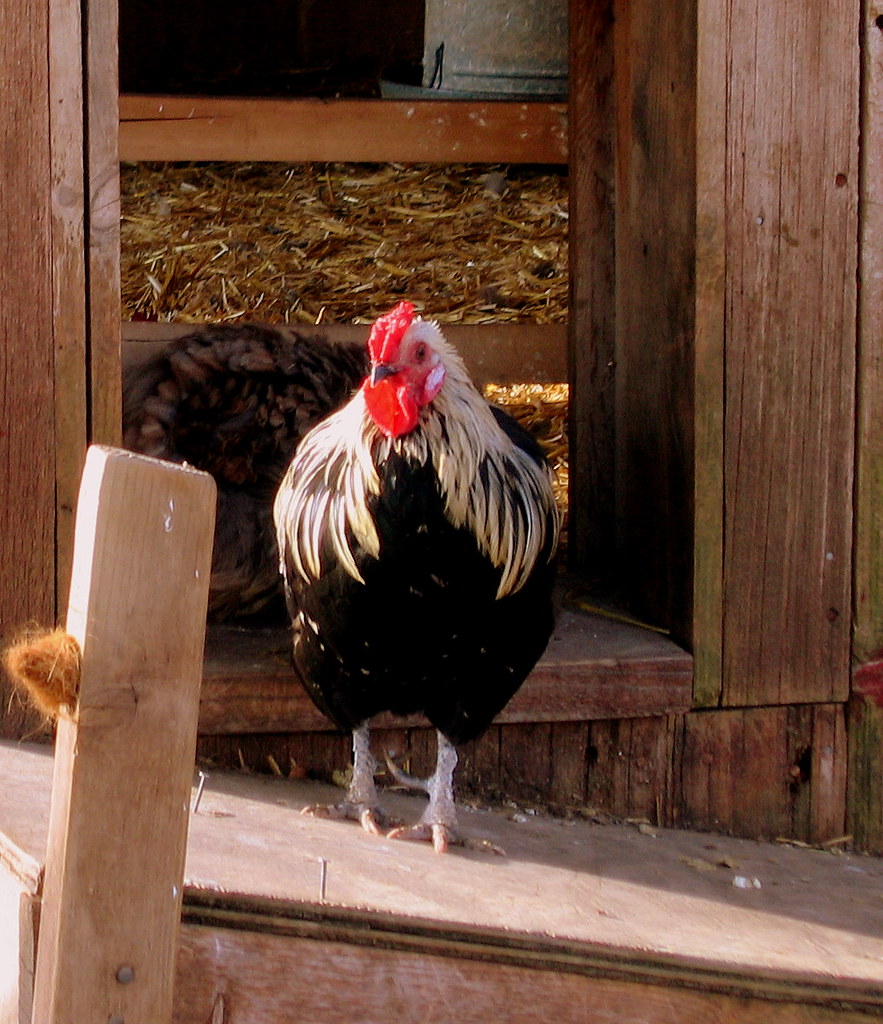 Medium Chicken House photo 5