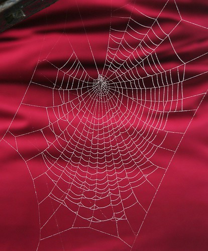 Spider Web 9174 | by CatDancing