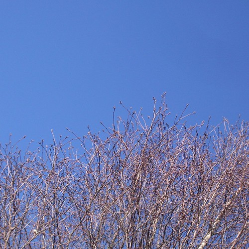Winter tree | by PhotosByTomTom