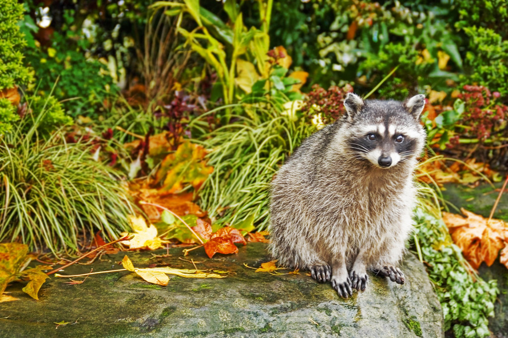 Alert in Autumn by Trey Ratcliff