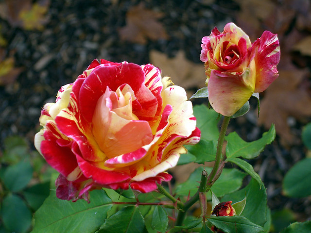 stripey rose