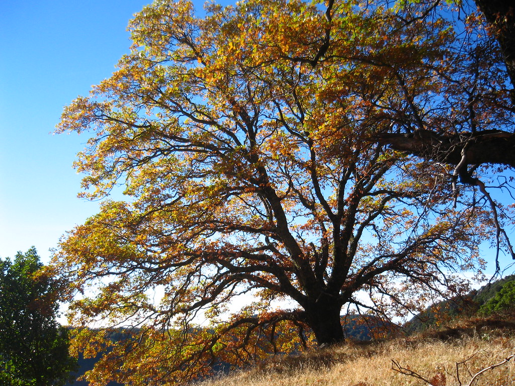 Fall Tree