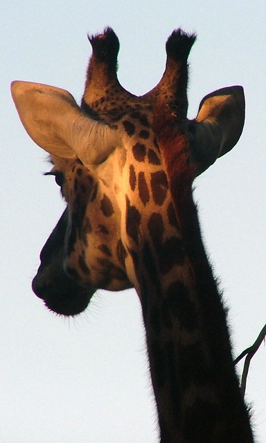 San Diego Zoo - Giraffe - December 2005