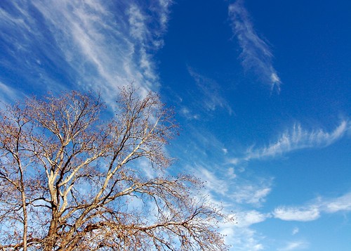blue winter sky tree clouds campus georgia landscape outside macon msc cirrus maconstatecollege