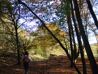 Autumn in Back Wood Bow Brickhill to Leighton Buzzard