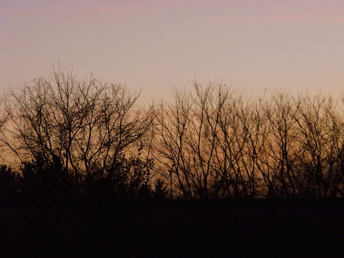 trees sunset tree colors wisconsin evening colorful dusk wi settingsun marshfield hubcity centralwisconsin marshfieldwi cityinthecenter