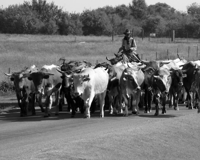 2007 Chisholm Trail Cattle Drive