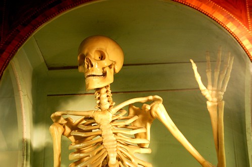 skeleton waving wax anatomical models flickr