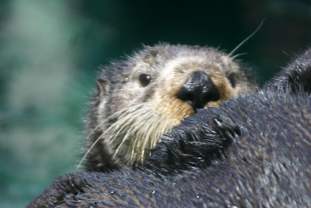 Sea otter in Seattle