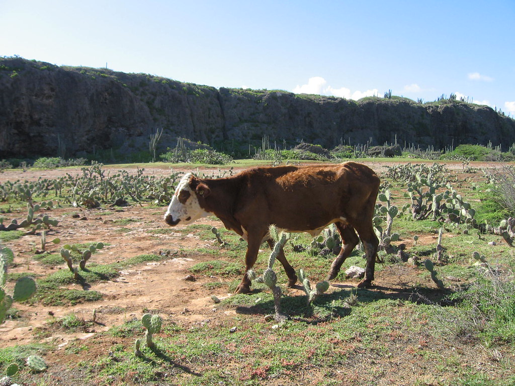 Cow in San Pedro, Curacao | Not a place where you would expe… | Flickr