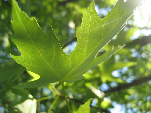 trees tree leaf maple poetry poem dappled hopkins stippled piedbeauty