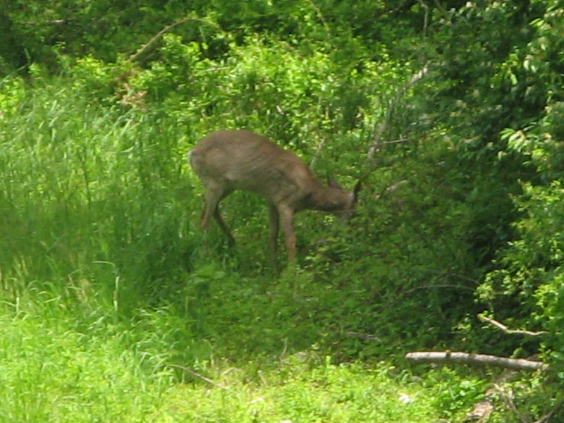 From Princeton, New Jersey to Millstone and back on the D&R Canal Trail