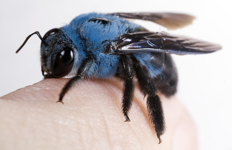 IMG_1232 blue carpenter bee