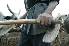 Jun/2005 - A small-scale mixed crop-and-livestock farmer in Oyo State, Nigeria (photo credit: ILRI/Stevie Mann)