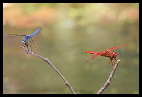 Blue Fly Group | by ScooteRoo