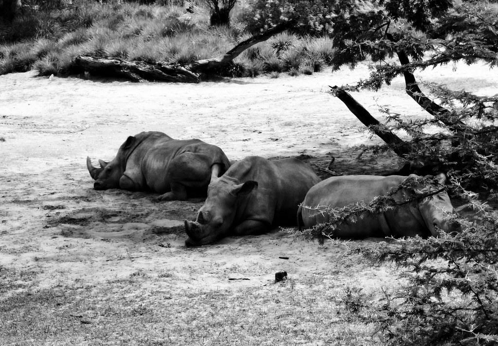 Kilimanjaro Safaris - White Rhinos | Still Burning | Flickr