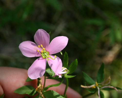 Rose pink, Sabatia angularis