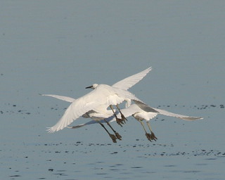 Snowy Egrets-IMG_0377-Alviso-DE-crop | by gimlack