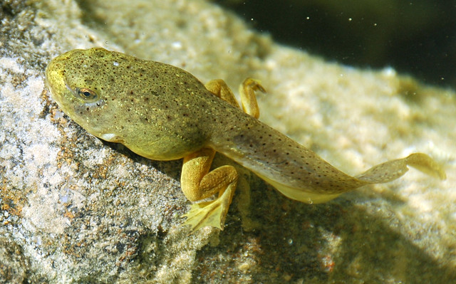 Bullfrog Tadpole