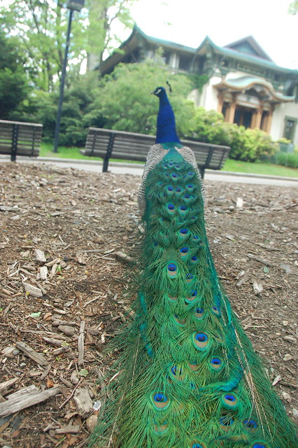 Franklin Park Zoo, 15 May 2010: Peacock strutting by the aviary pagoda