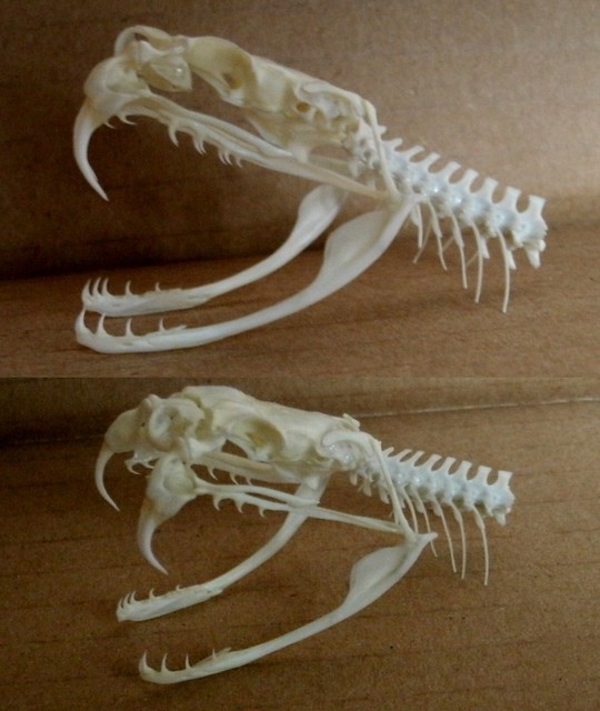 Crâne de Crotale des Prairies / Prairie Rattlesnake Skull (Crotalus viridis)