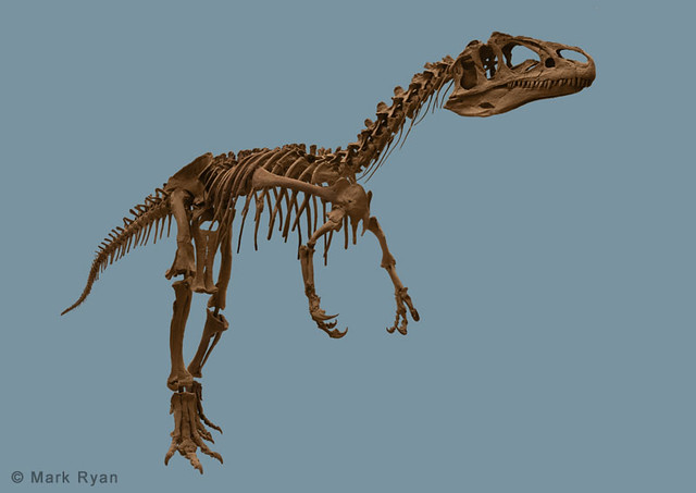 Большой ал 2. Аллозавр фрагилис скелет. Yangchuanosaurus скелет. Аллозавр big al. Скелет Аллозавра большого ала.