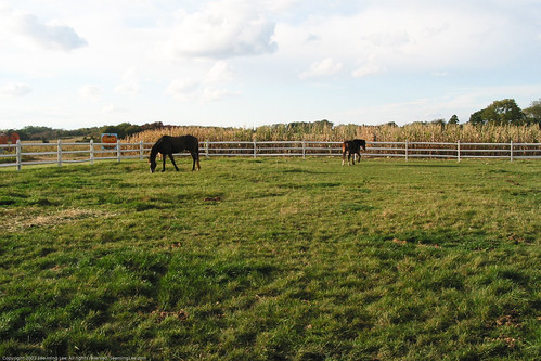 Horse / Long Island, NY / 20031018.G2.01855 | by See-ming Lee (SML)