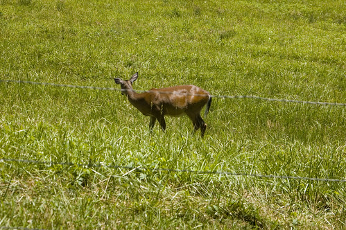 Cades Cove Deer | by RandomConnections