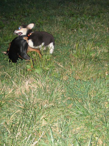 Backyard Wrestling | by RevoltPuppy