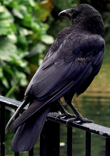 Crowshead Color crow colours | ed ed | Flickr