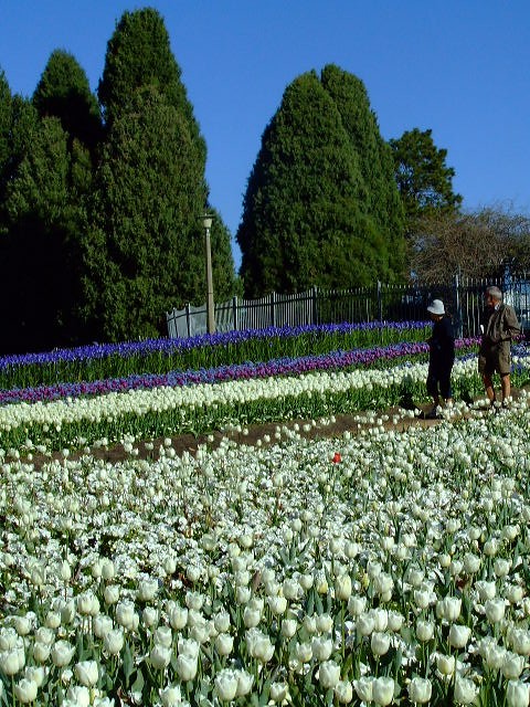 Floriade flower festival @ Canberra, Australia