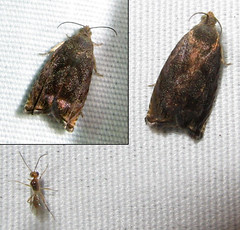 Cydia sp. + bonus: parasitic wasp (Meteorus) | 2 views of th… | Flickr