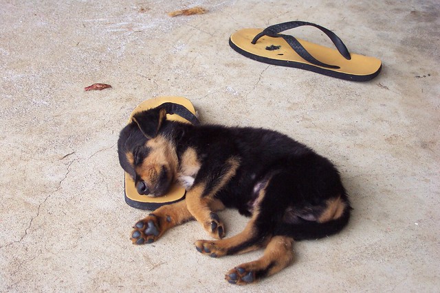 Puppy flop in Vanuatu