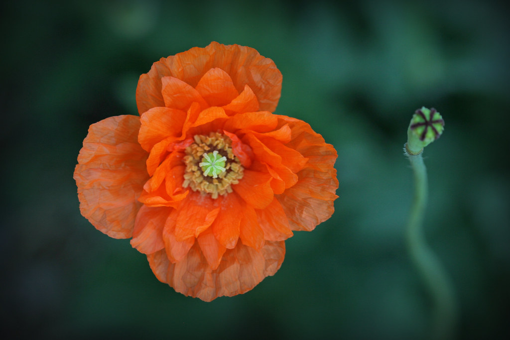 Orange poppy and seedhead by kelpie1