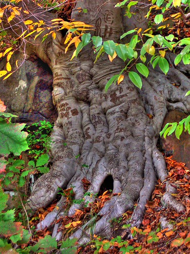 The Signature Tree | A Beech tree, taken on a trail along Bl… | Flickr