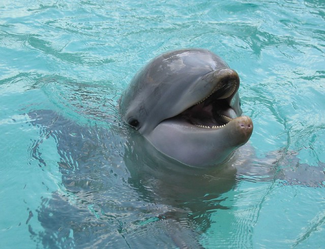 dolphin cove (11)