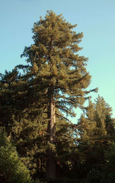 my favorite marywood redwood
