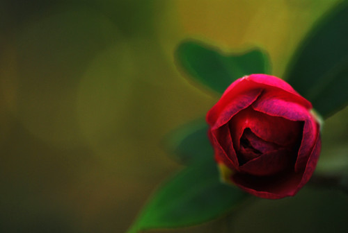 Camellia sasanqua | by *suika *