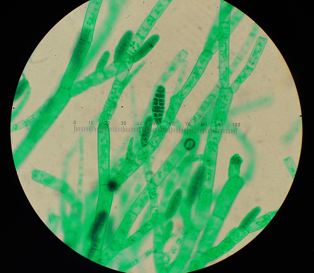 DSC05080 | Prepared slide of Ectocarpus, a filamentous brown… | Flickr