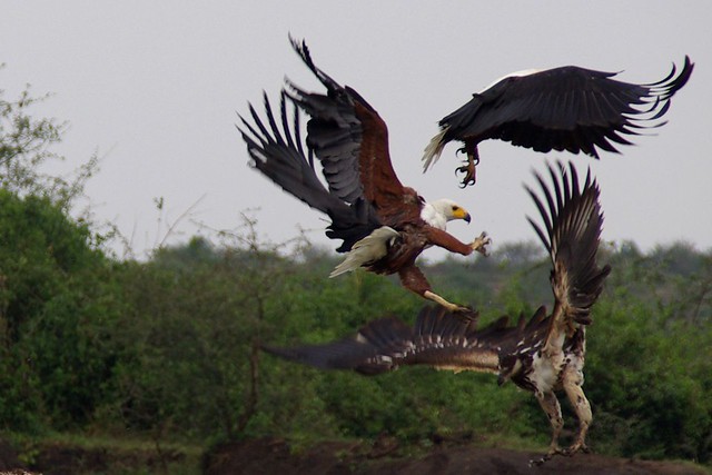 Eagle Fight